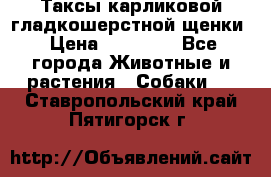 Таксы карликовой гладкошерстной щенки › Цена ­ 20 000 - Все города Животные и растения » Собаки   . Ставропольский край,Пятигорск г.